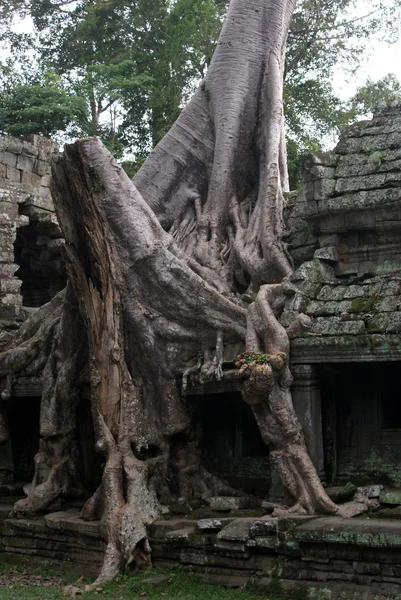 Antiguo templo Ta prohn en Angkor, árbol de seda-algodón consume las ruinas antiguas, Camboya —  Fotos de Stock