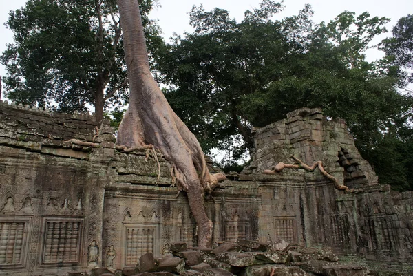 Antika ta Falkenberg templet i angkor, silk - cotton tree förbrukar de antika ruinerna, Kambodja — Stockfoto