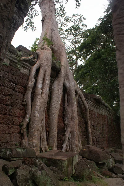 Ancien temple Ta prohn à Angkor, arbre en soie-coton consomme les ruines antiques, Cambodge — Photo