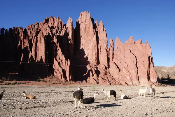 Lama i öknen och Andinska lansdcape i bolivia — Stockfoto