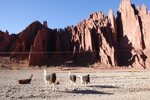 Lama in der Wüste und im Andenland von Bolivien — Stockfoto