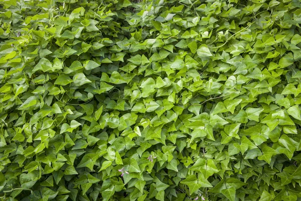 stock image Green Hedge