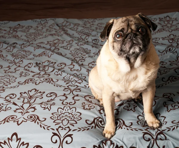 Mops auf Couch — Stockfoto