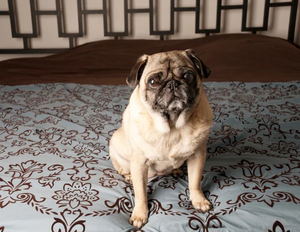 Pug on Couch — Stock Photo, Image