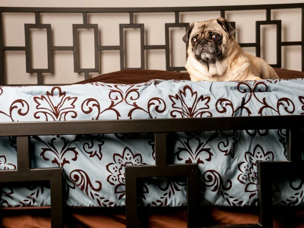 Carlino sul divano — Foto Stock