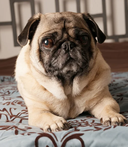 Pug on Couch — Stock Photo, Image