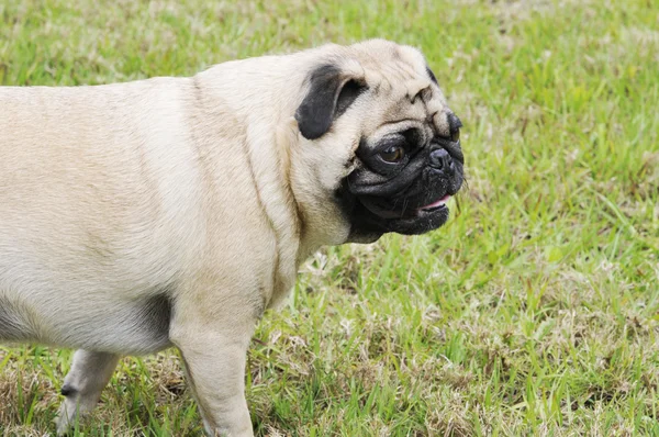 Pug in Grass — Stock Photo, Image