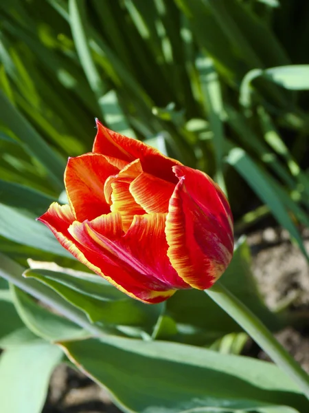 Весенний тюльпан — стоковое фото