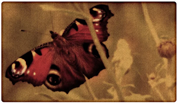 Grunge vlinder achtergrond — Stockfoto