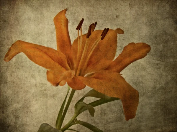 Textured Lily — Stock Photo, Image