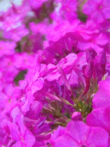 Ροζ λουλούδια — Φωτογραφία Αρχείου