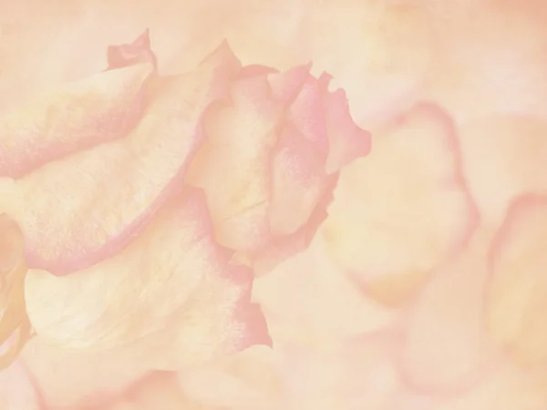 Delicate rose on grunge background — Stock Photo, Image