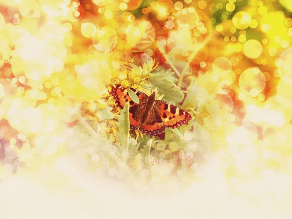 Summer butterfly — Stockfoto