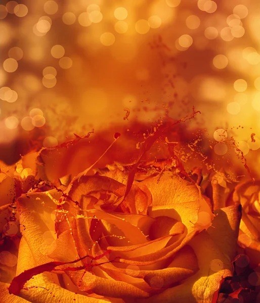Stříkající oranžová růže karta — Stock fotografie