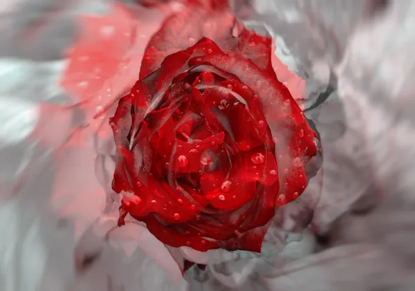 Rode roos over grijze achtergrond — Stockfoto
