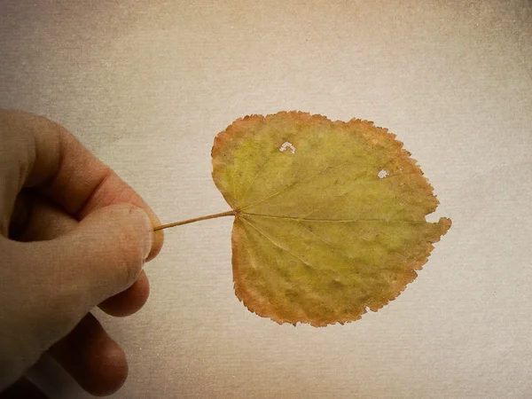 Πολύχρωμα φύλλα του φθινοπώρου — Φωτογραφία Αρχείου