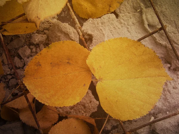 Duas folhas de outono — Fotografia de Stock