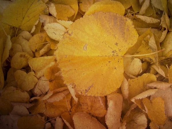 Φθινοπωρινά φύλλα υφή — Φωτογραφία Αρχείου