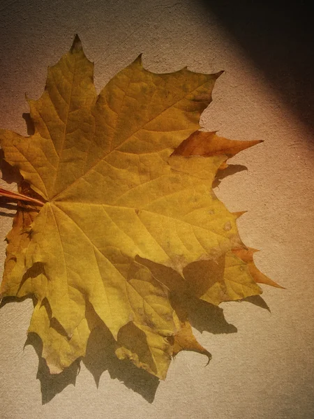 Maple autumn leaves — Stock Photo, Image
