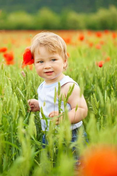 Malý chlapec v makovém poli — Stock fotografie