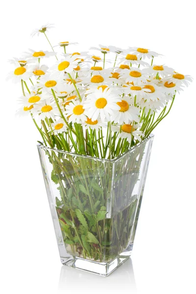 Vazoda Çiçekler güzel marguerite — Stok fotoğraf