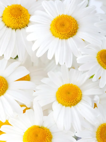 Маргарита красиві квіти — стокове фото