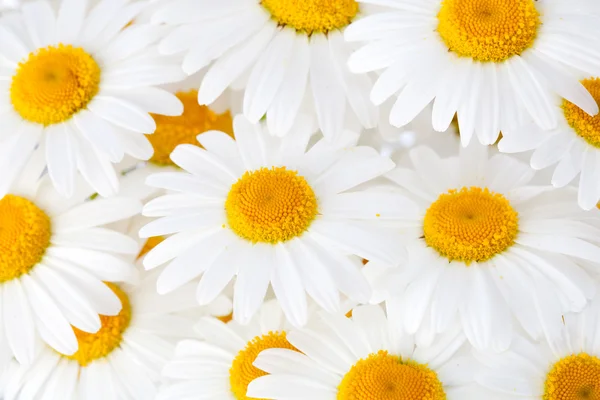Małgorzata piękne kwiaty — Zdjęcie stockowe