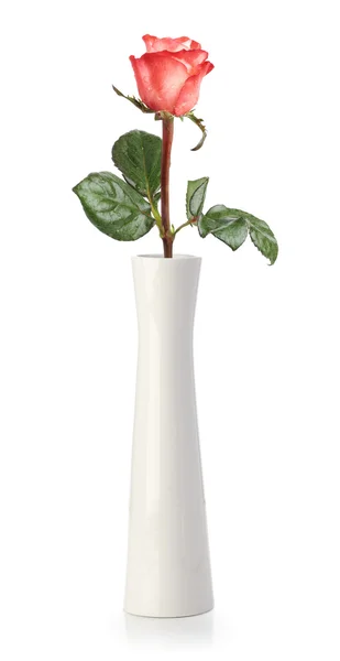 Rosa em vaso branco — Fotografia de Stock