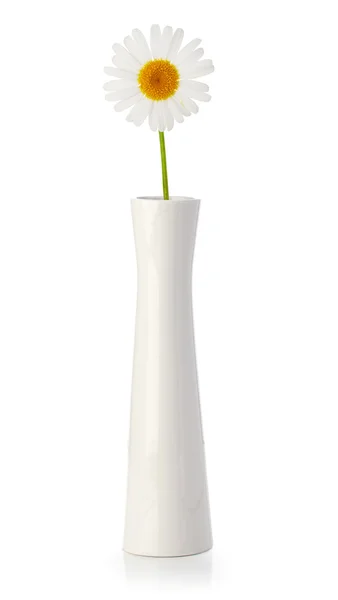 Stokrotka w biały wazon — Zdjęcie stockowe