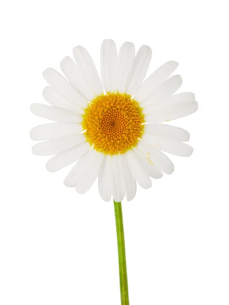 Stokrotka jeden kwiat — Zdjęcie stockowe