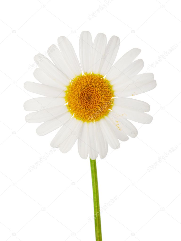 One daisy flower