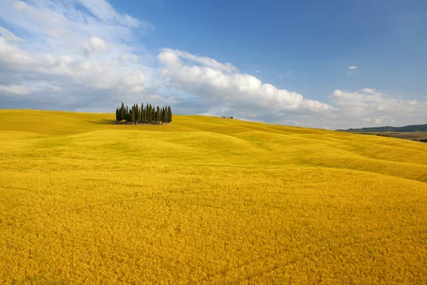 Typische Landschaft in der Toskana — Stockfoto