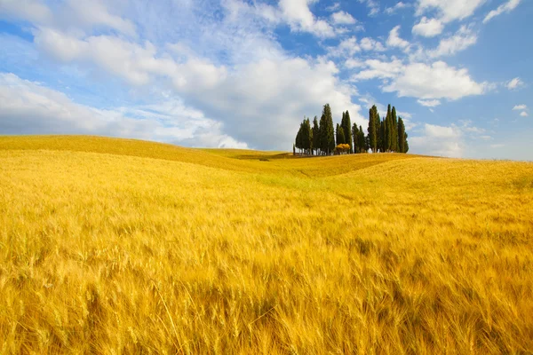 Typisch landschap in Toscane — Stockfoto