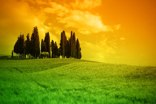 stock image Typical lanscape in Tuscany