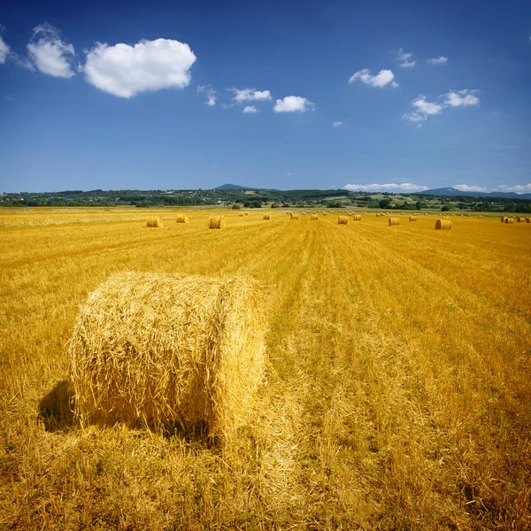 Field with hay bales — Stock Photo, Image
