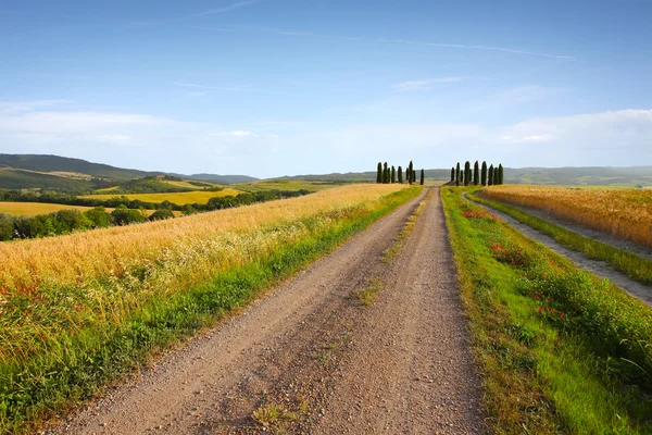 Typical tuscany landscape Royalty Free Stock Photos