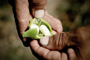 White bean in clove clipart