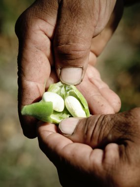 White bean in clove clipart