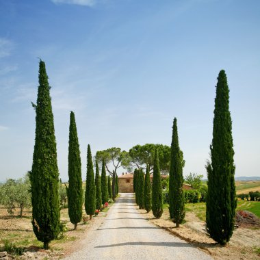 Toskana 'daki Cypress sokağı.