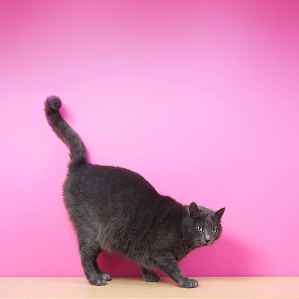 Gato gris doméstico — Foto de Stock
