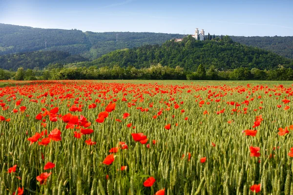Miren Castle and poppy field — Stock Photo, Image