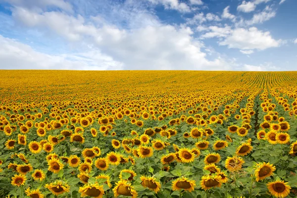 Frumos câmp floarea soarelui — Fotografie, imagine de stoc