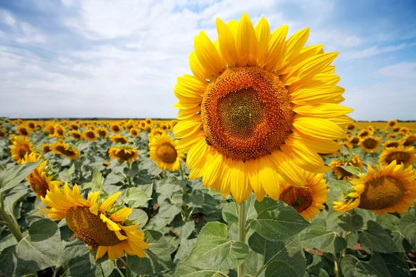 Frumos câmp floarea soarelui — Fotografie, imagine de stoc