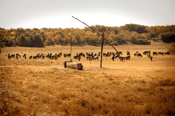 Bovinos em campo seco — Fotografia de Stock