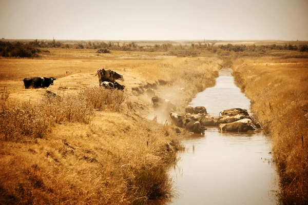 Cattle cooling in the water — Stock Photo, Image
