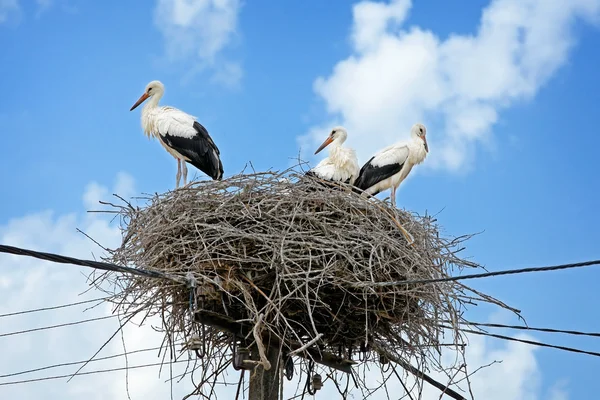 stock image White storks in nest