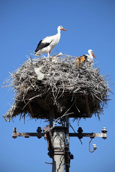 White storks in nest — Stock Photo, Image