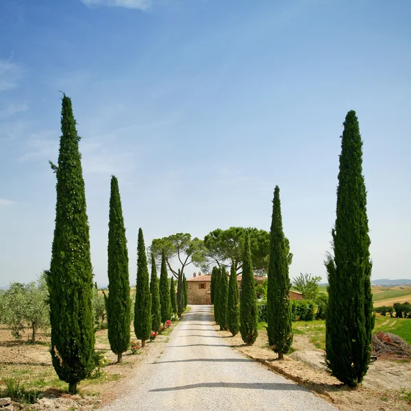 Cypress alley in Tuscany — Stock Photo, Image