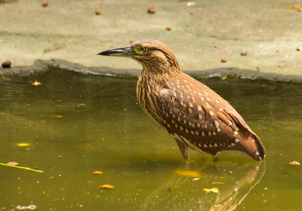 stock image Wild bird