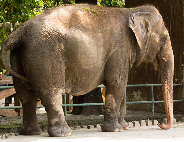 stock image Asian Elephant